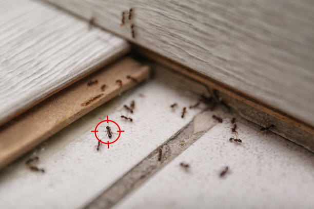 Best Pest Control Near Me in East Jordan, MI