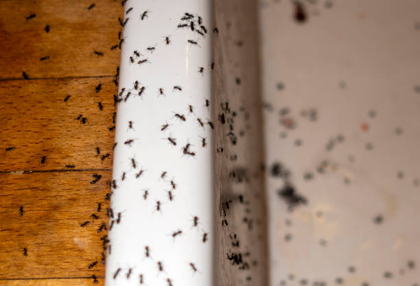 Best Local Pest Control Services  in East Jordan, MI