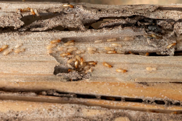 Best Pest Control for Businesses  in East Jordan, MI