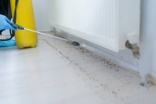 Best Wasp Removal Services  in East Jordan, MI